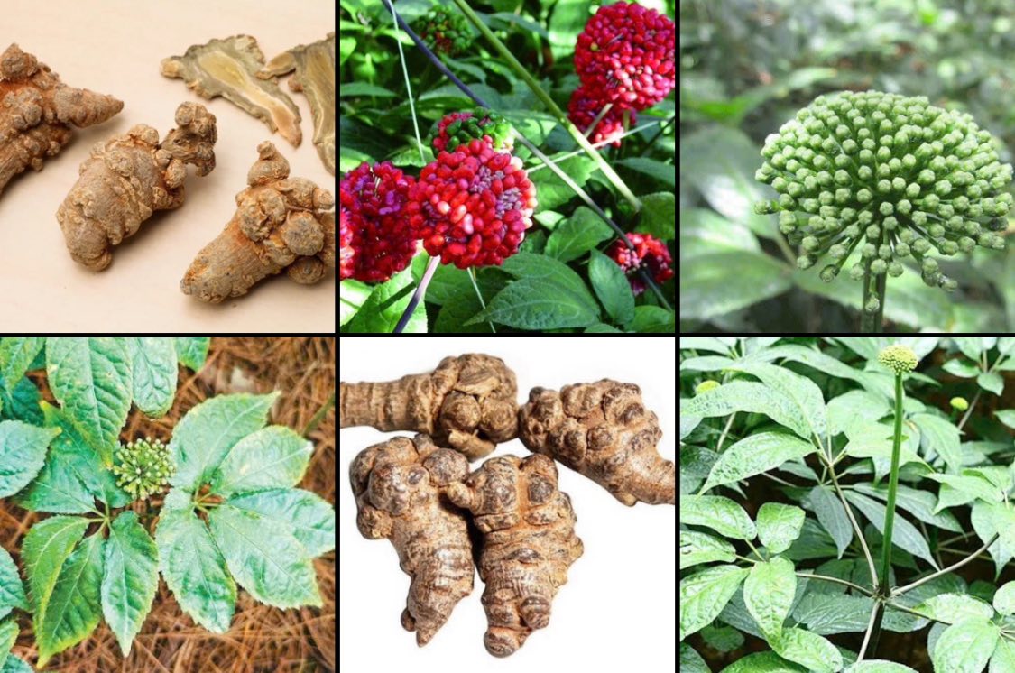 Hồng đẳng sâm và sâm Ngọc Linh